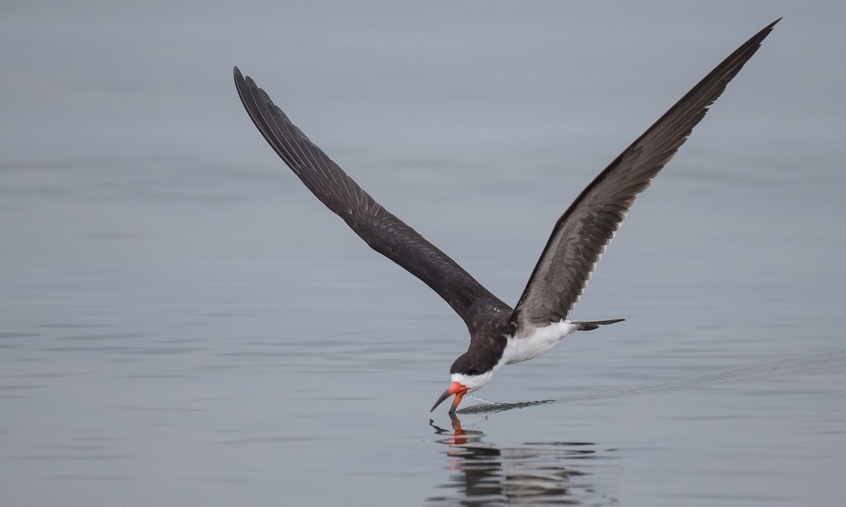 Black Skimmer - ML77583801