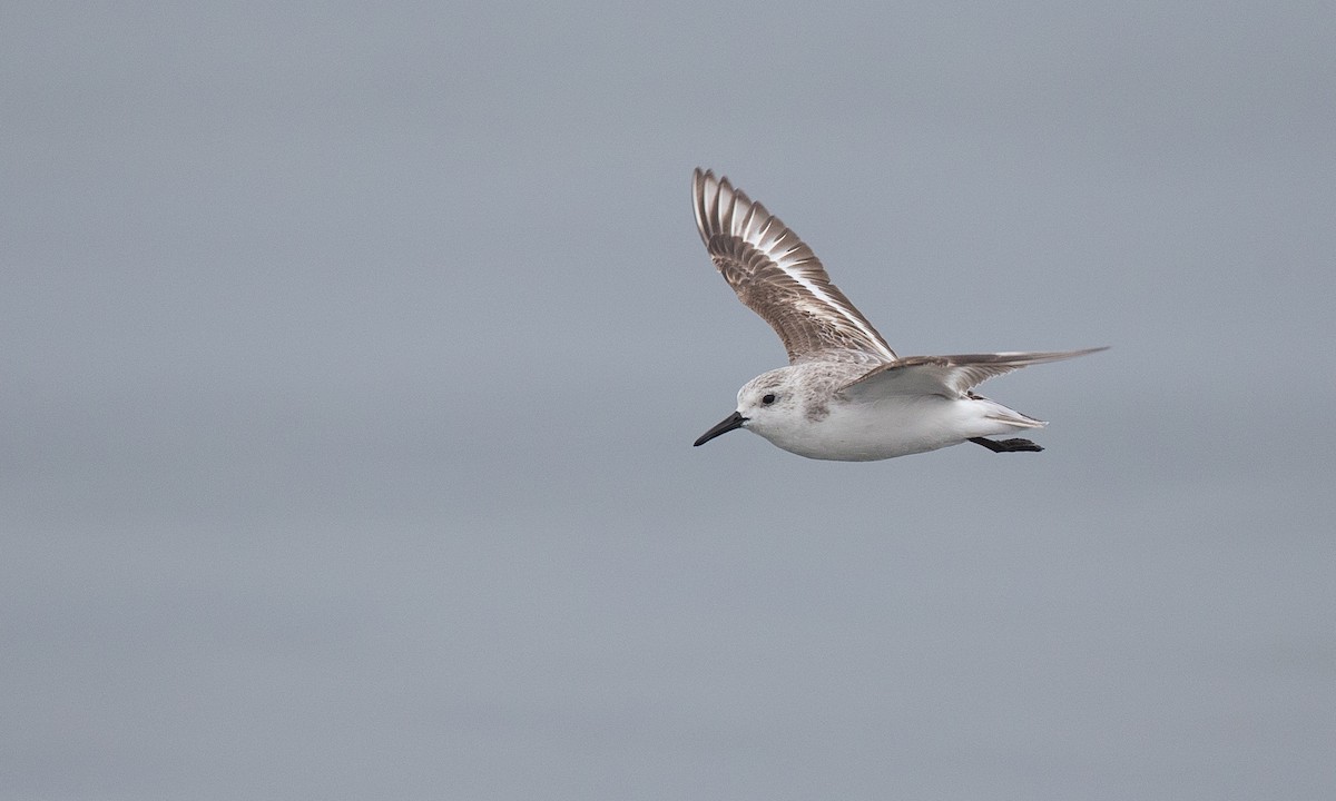 Sanderling - ML77583981