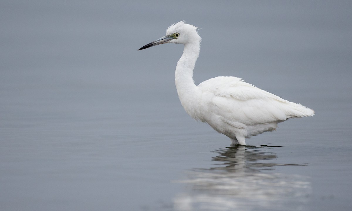 Little Blue Heron - Chris Wood