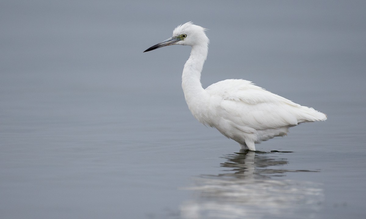 Little Blue Heron - Chris Wood