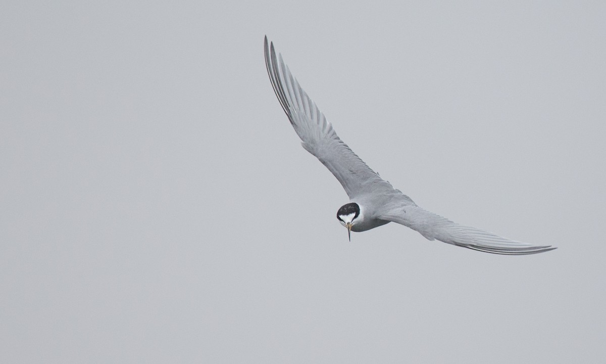 Peruvian Tern - Chris Wood