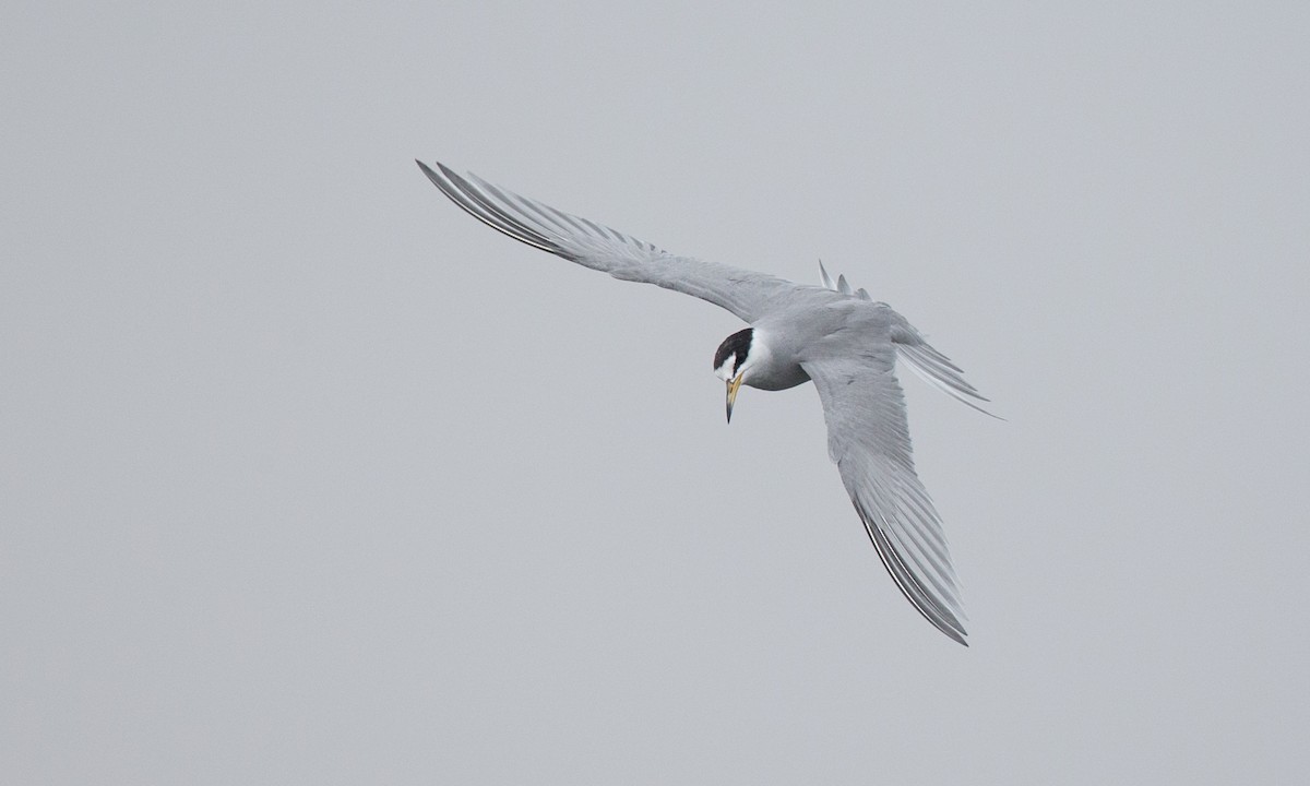 Peruvian Tern - ML77584201