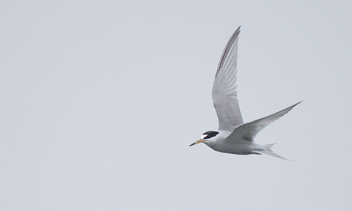 Peruvian Tern - ML77584211