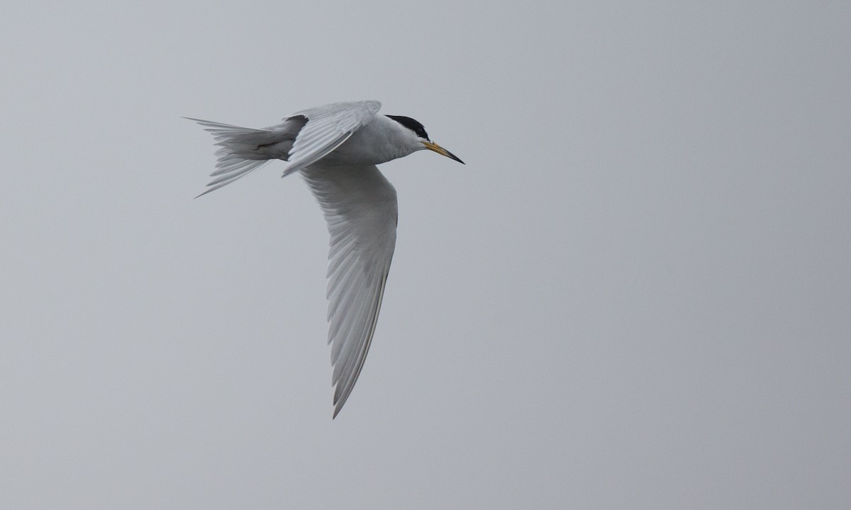 Peruvian Tern - ML77584231