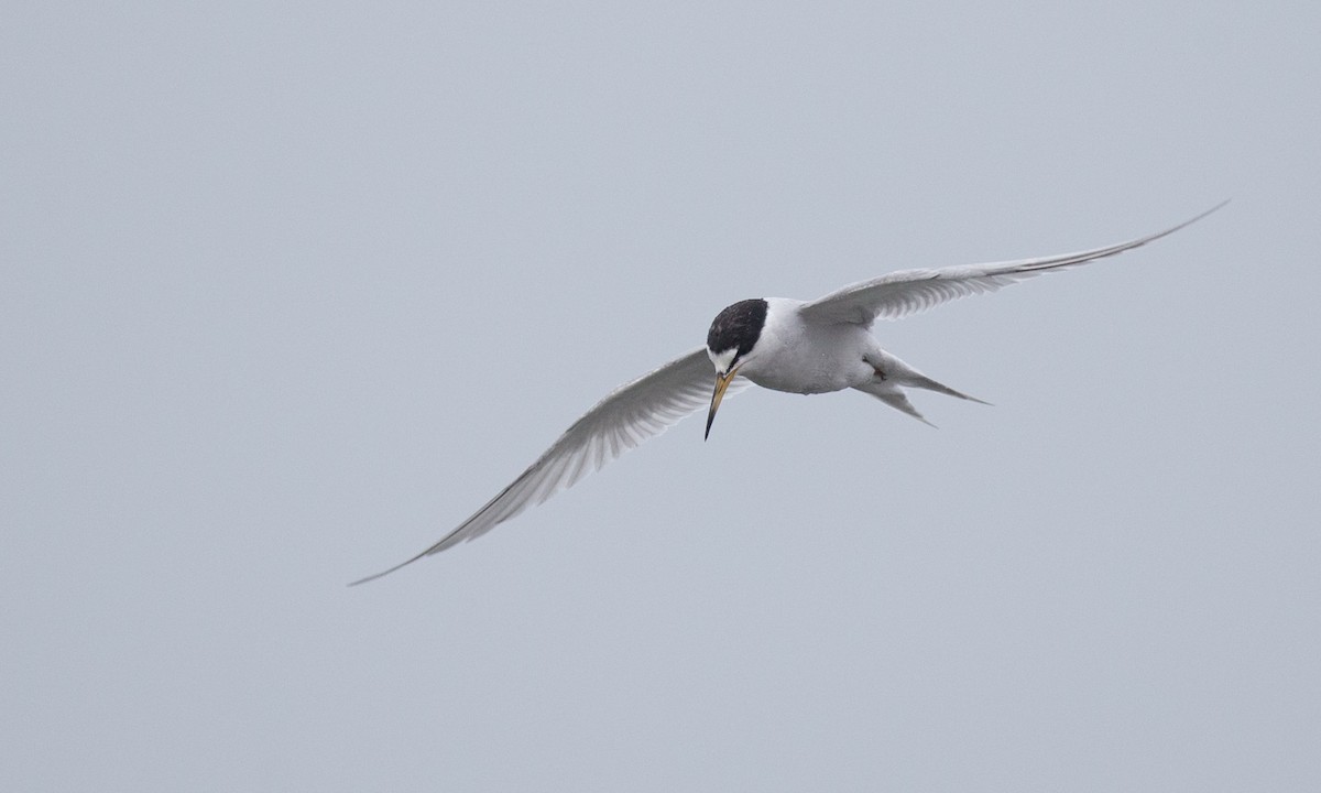 Peruvian Tern - ML77584241