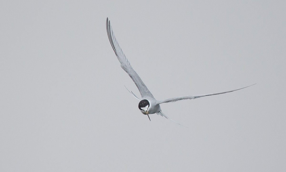 Peruvian Tern - ML77584251