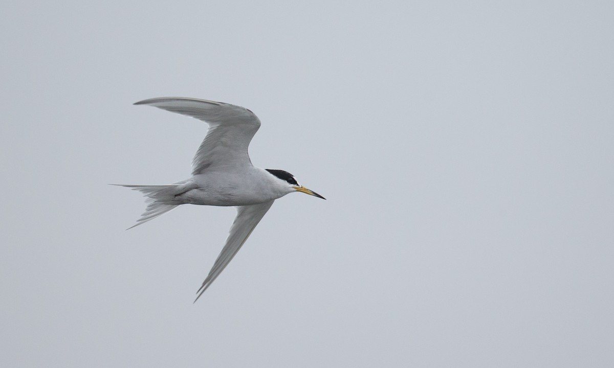 Peruvian Tern - ML77584261