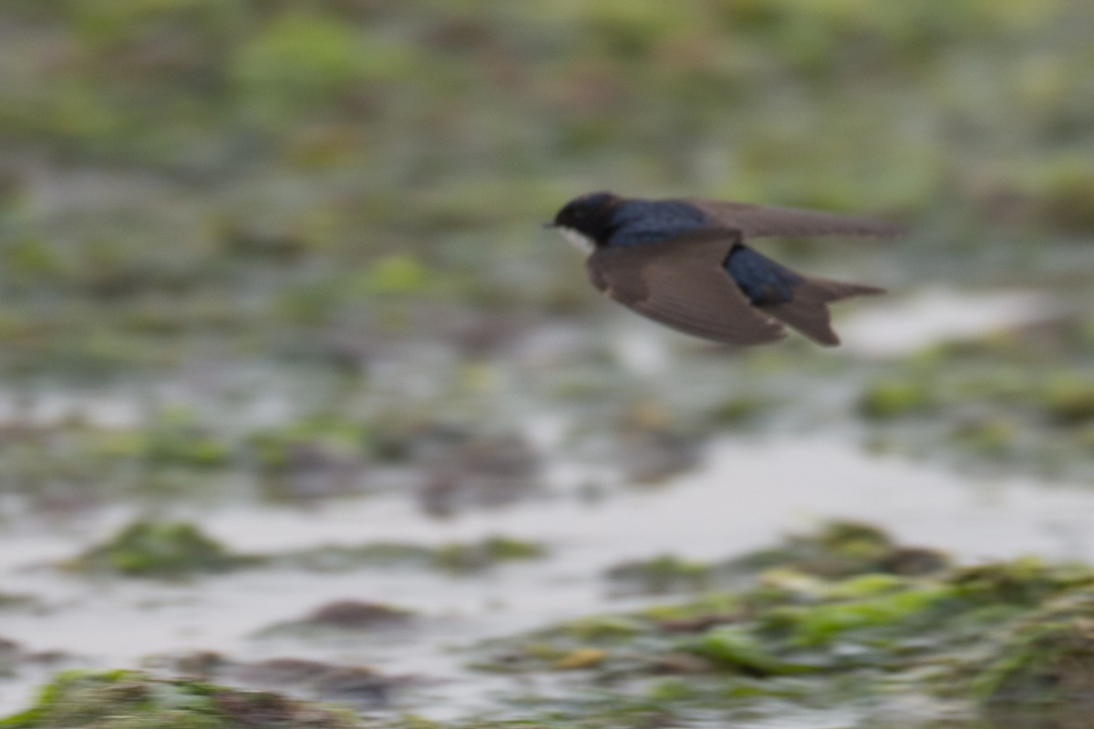 Blue-and-white Swallow - ML77584381