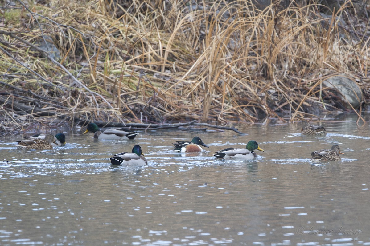 Northern Shoveler - ML77584801