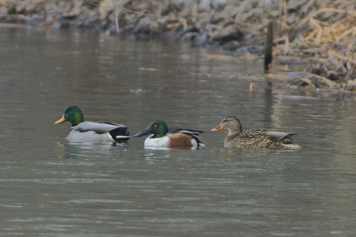 Northern Shoveler - ML77584811