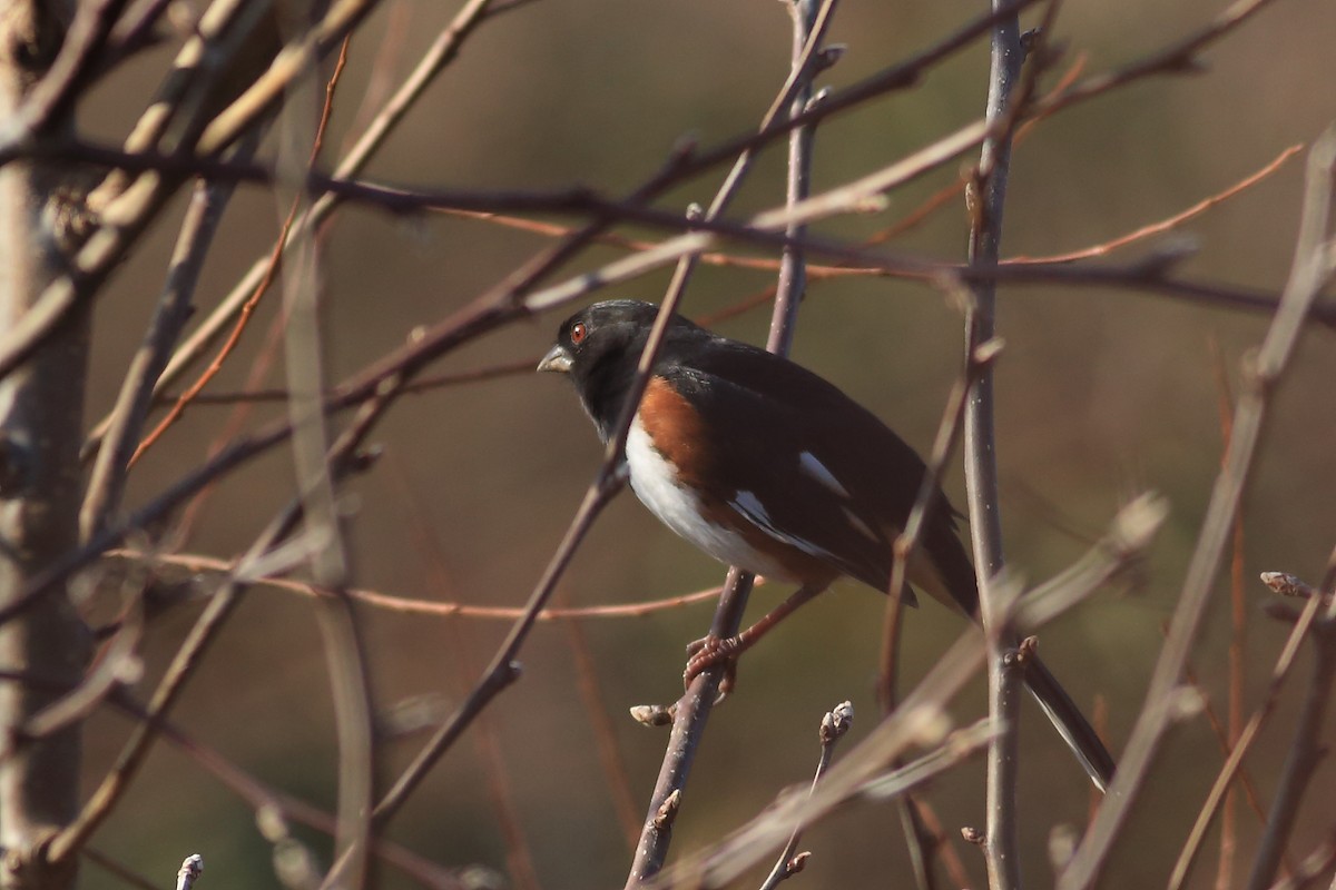 Eastern Towhee - ML77585051