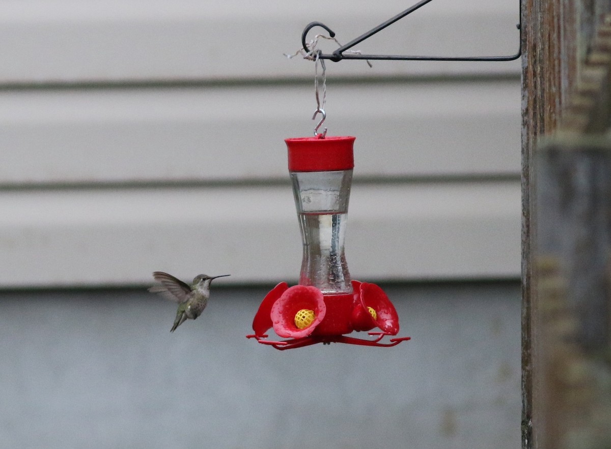 Colibrí de Anna - ML77587371