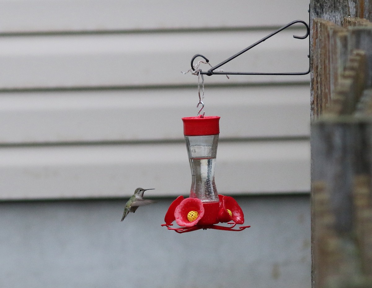 Colibrí de Anna - ML77587381