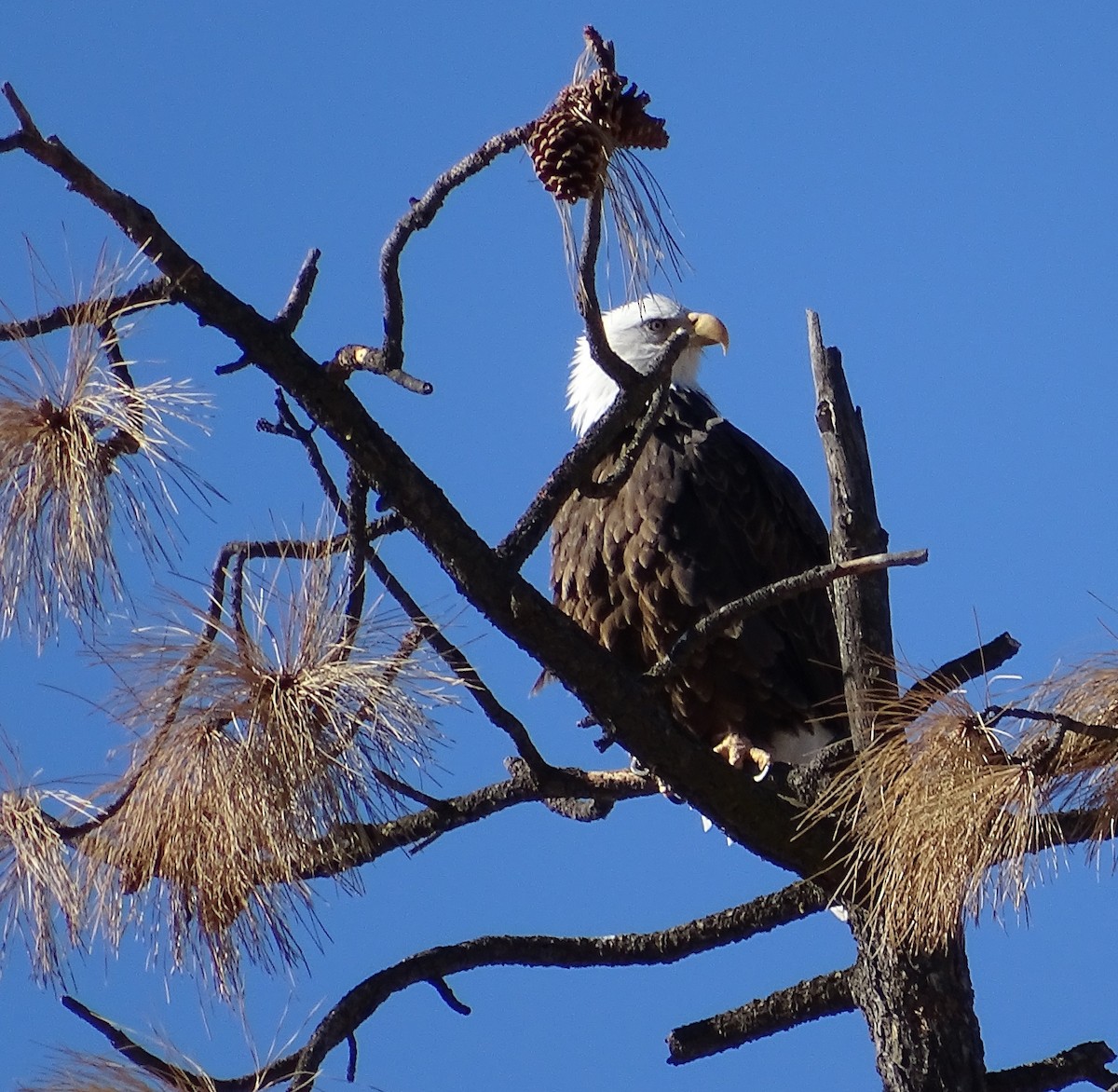 Weißkopf-Seeadler - ML77589691