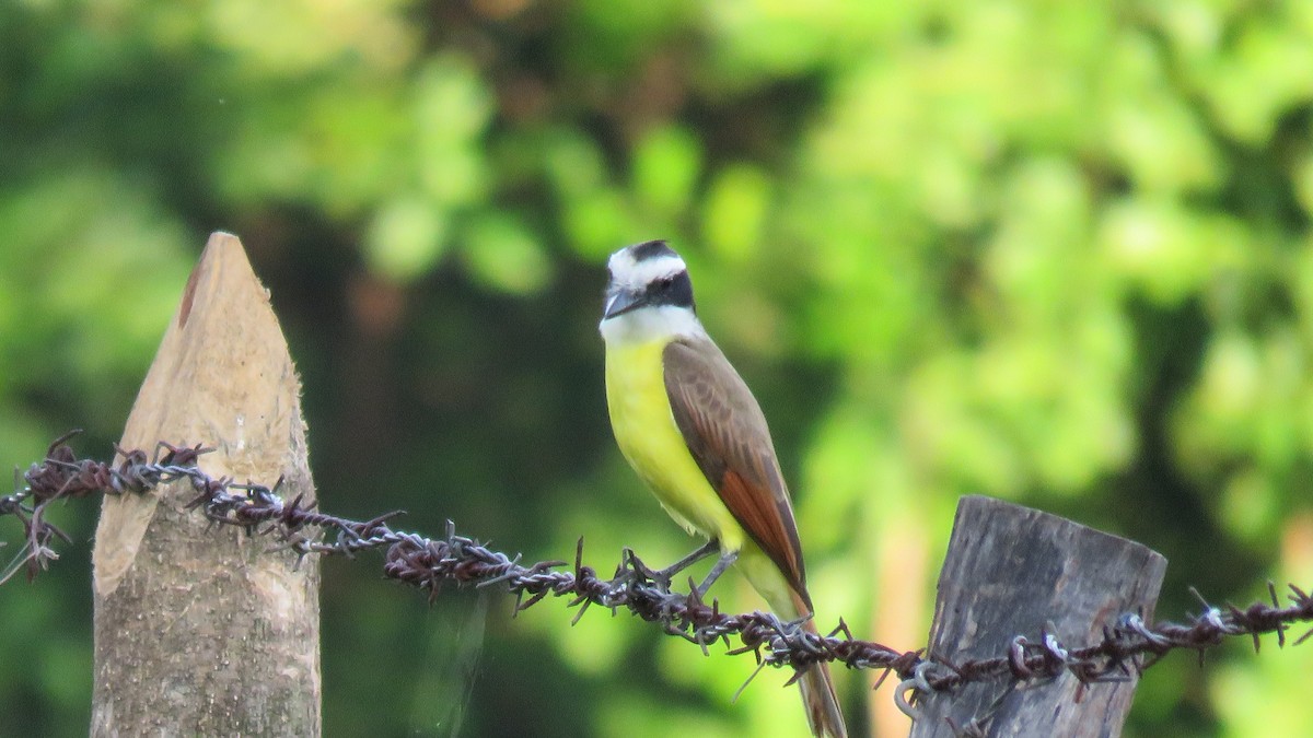 Great Kiskadee - ML77590251