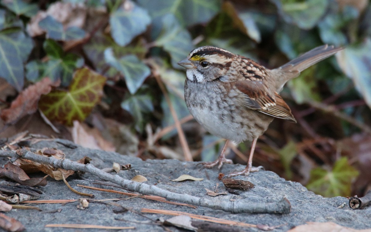 White-throated Sparrow - ML77590971