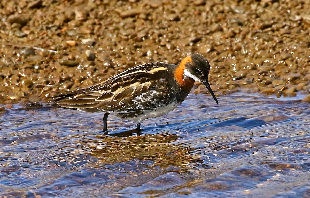 Red-necked Phalarope - Bill Hill