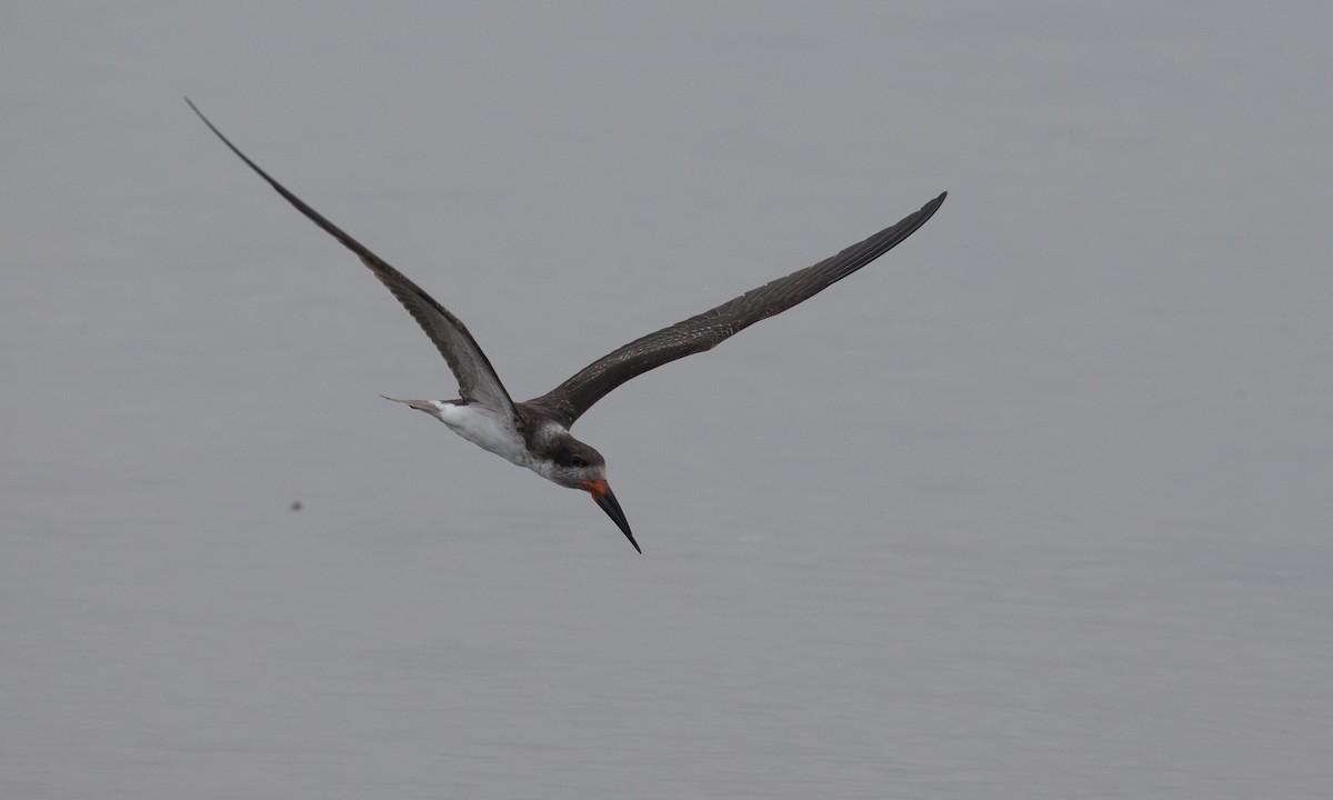 Black Skimmer - ML77591531