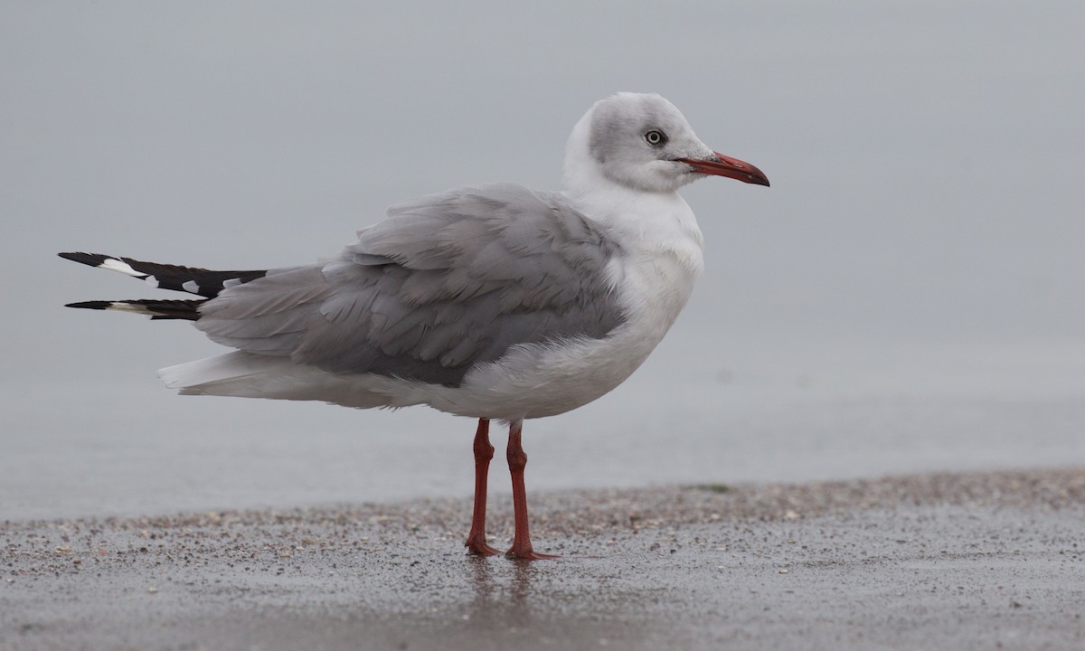 Gray-hooded Gull - ML77591601