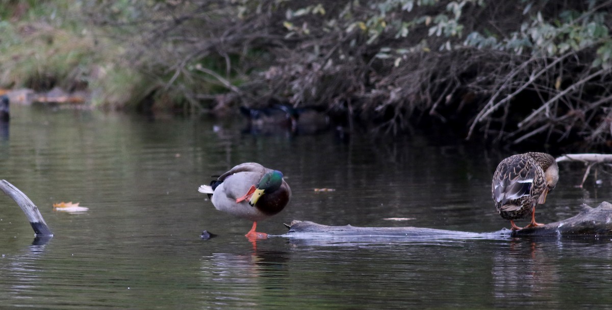 Mallard - Jay McGowan