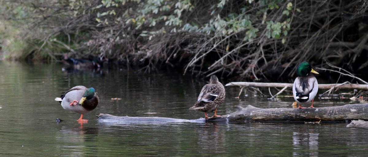 Canard colvert - ML77592371