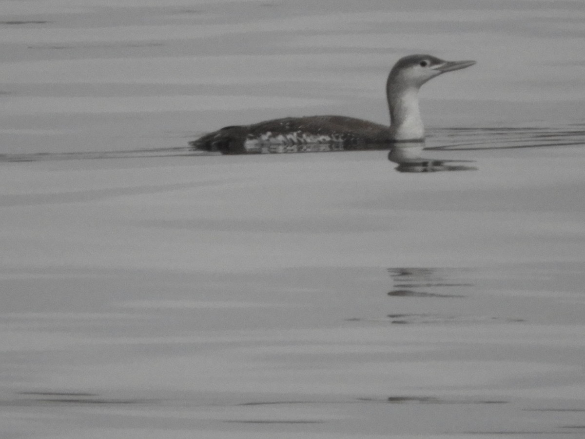 Red-throated Loon - ML77596921