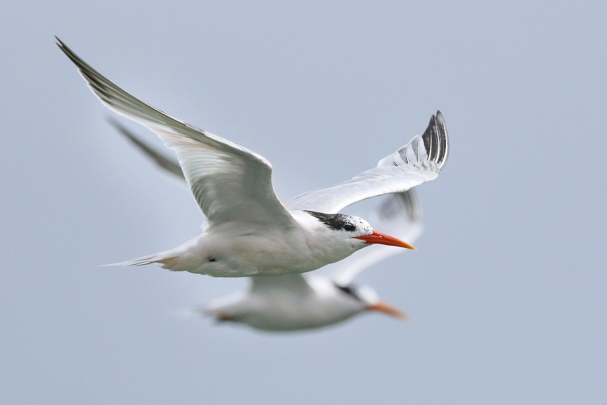 Elegant Tern - Oscar Wilhelmy