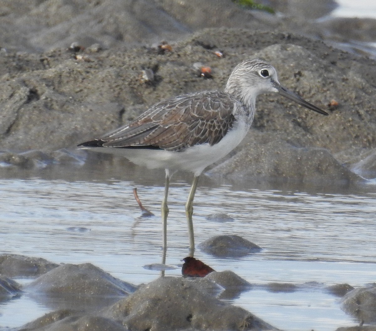 Common Greenshank - Colin Trainor