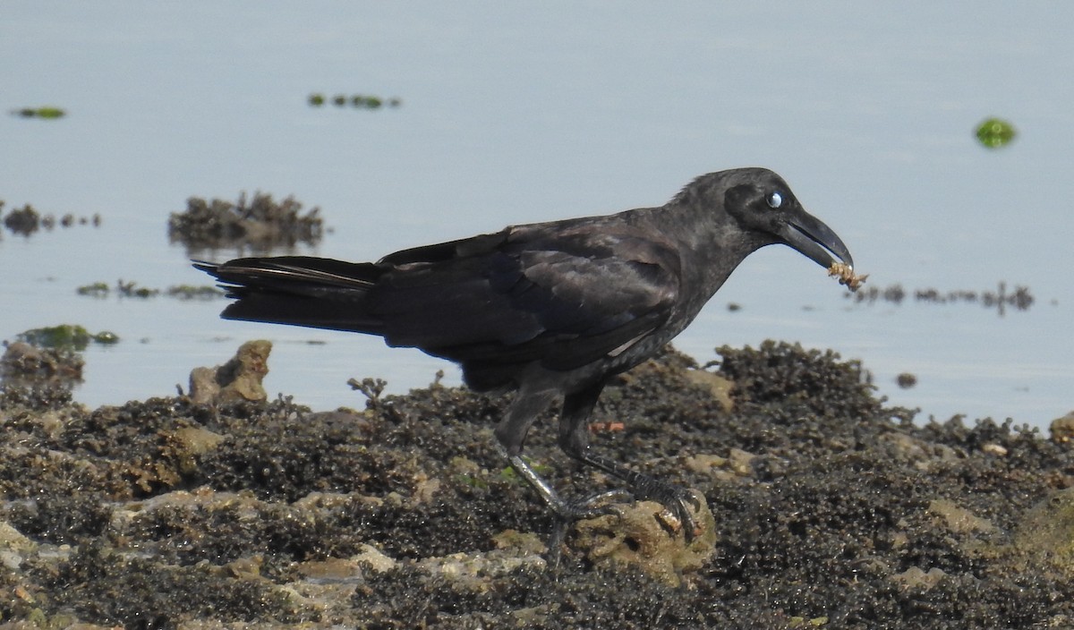 Large-billed Crow - ML77600141