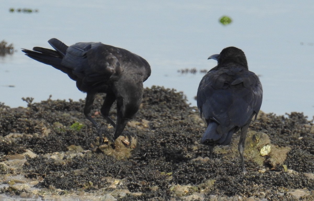 Large-billed Crow - ML77600151