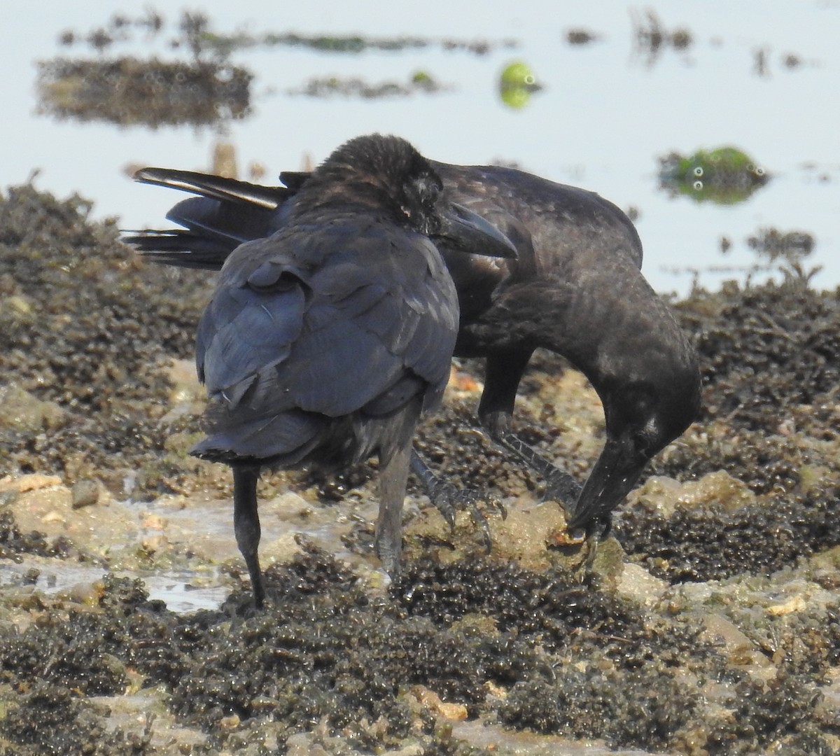 Large-billed Crow - ML77600161