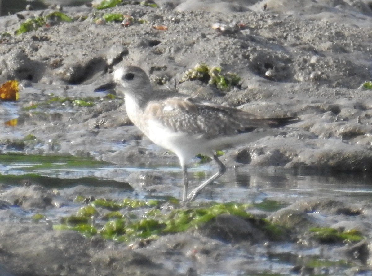 Black-bellied Plover - ML77600591