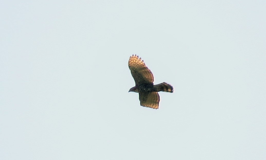 Águila Galana - ML77601061