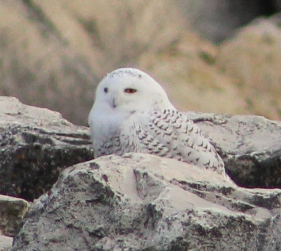 Snowy Owl - Steve Mulhall