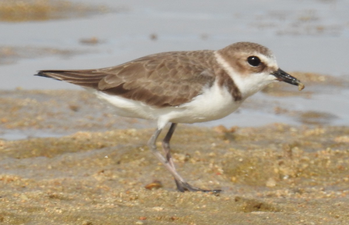 Javan Plover - ML77602461