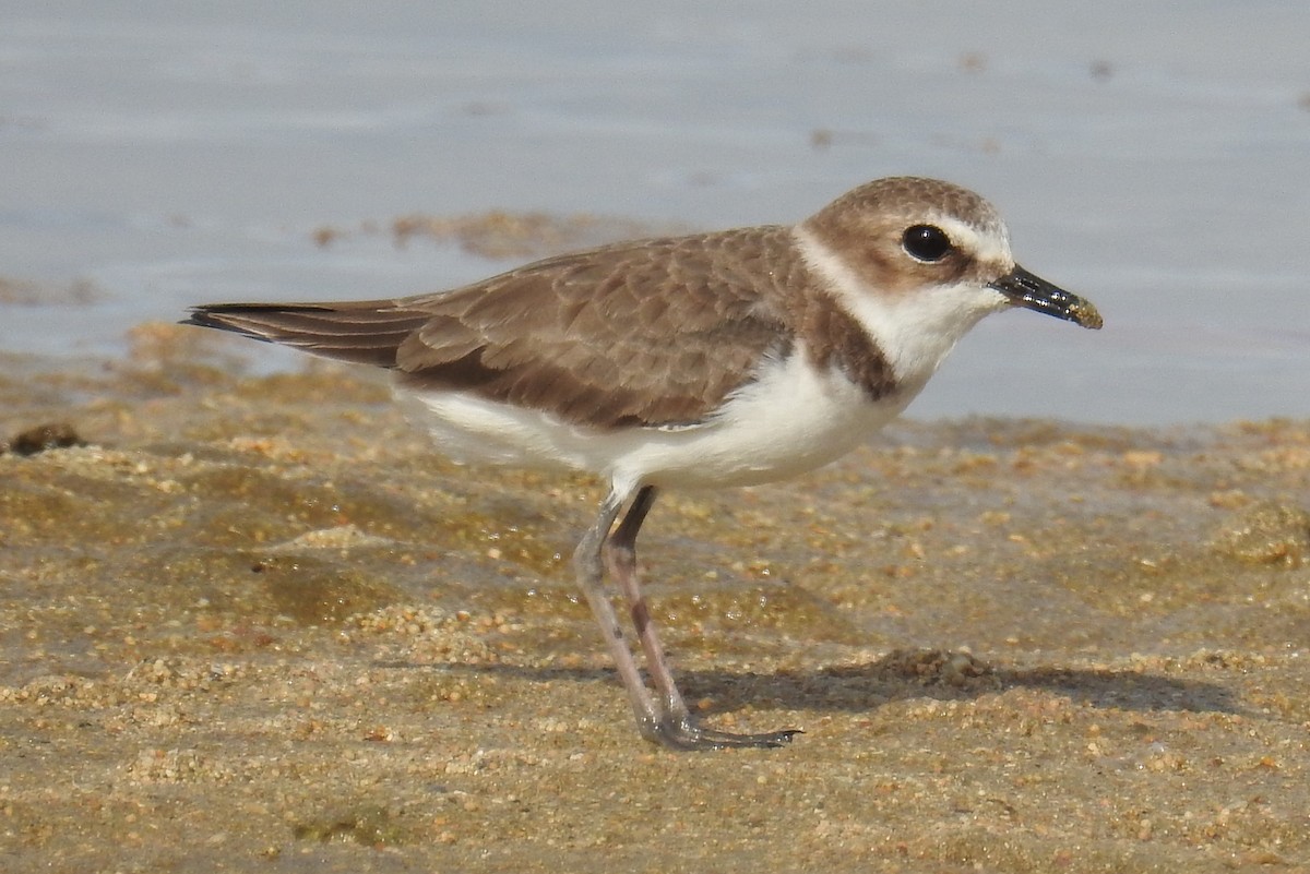 Javan Plover - ML77602491