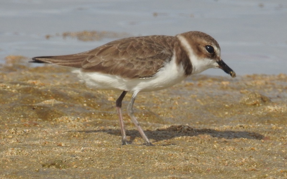 Javan Plover - ML77602501