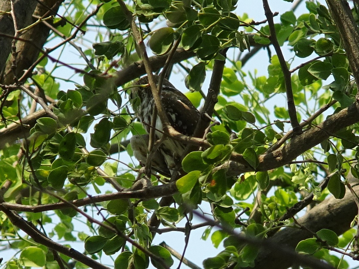 Pearl-spotted Owlet - ML77604031