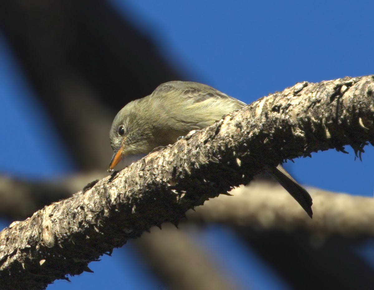 Greater Pewee - ML77604261