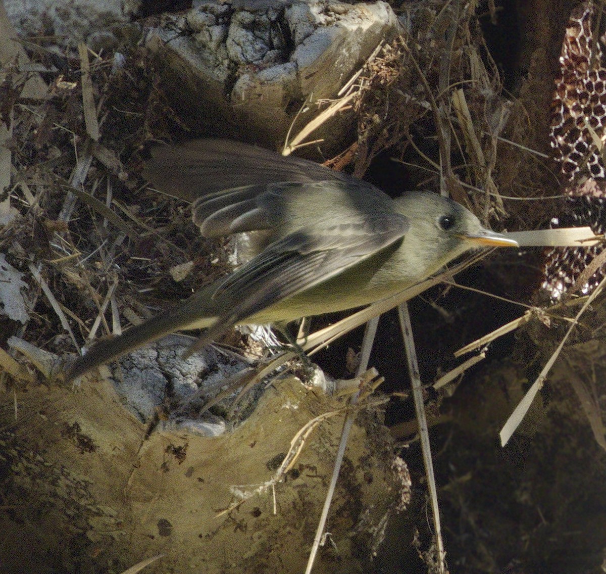 Greater Pewee - ML77604291