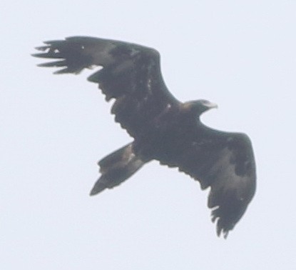 kilestjertørn - ML77604431