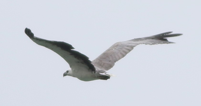 hvitbukhavørn - ML77604441