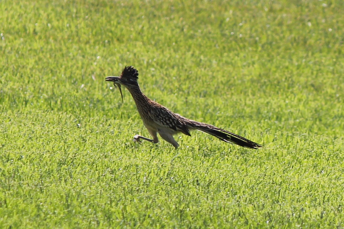 Greater Roadrunner - ML77605301