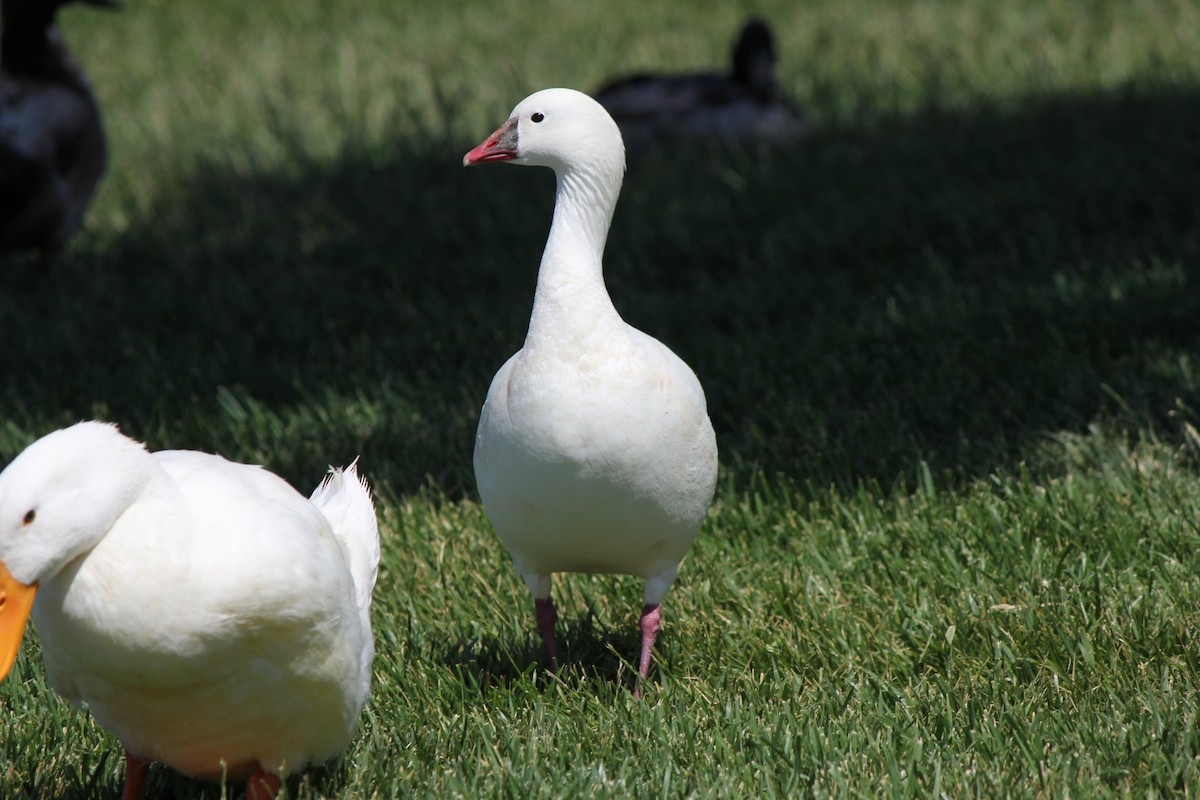 Ross's Goose - ML77605391