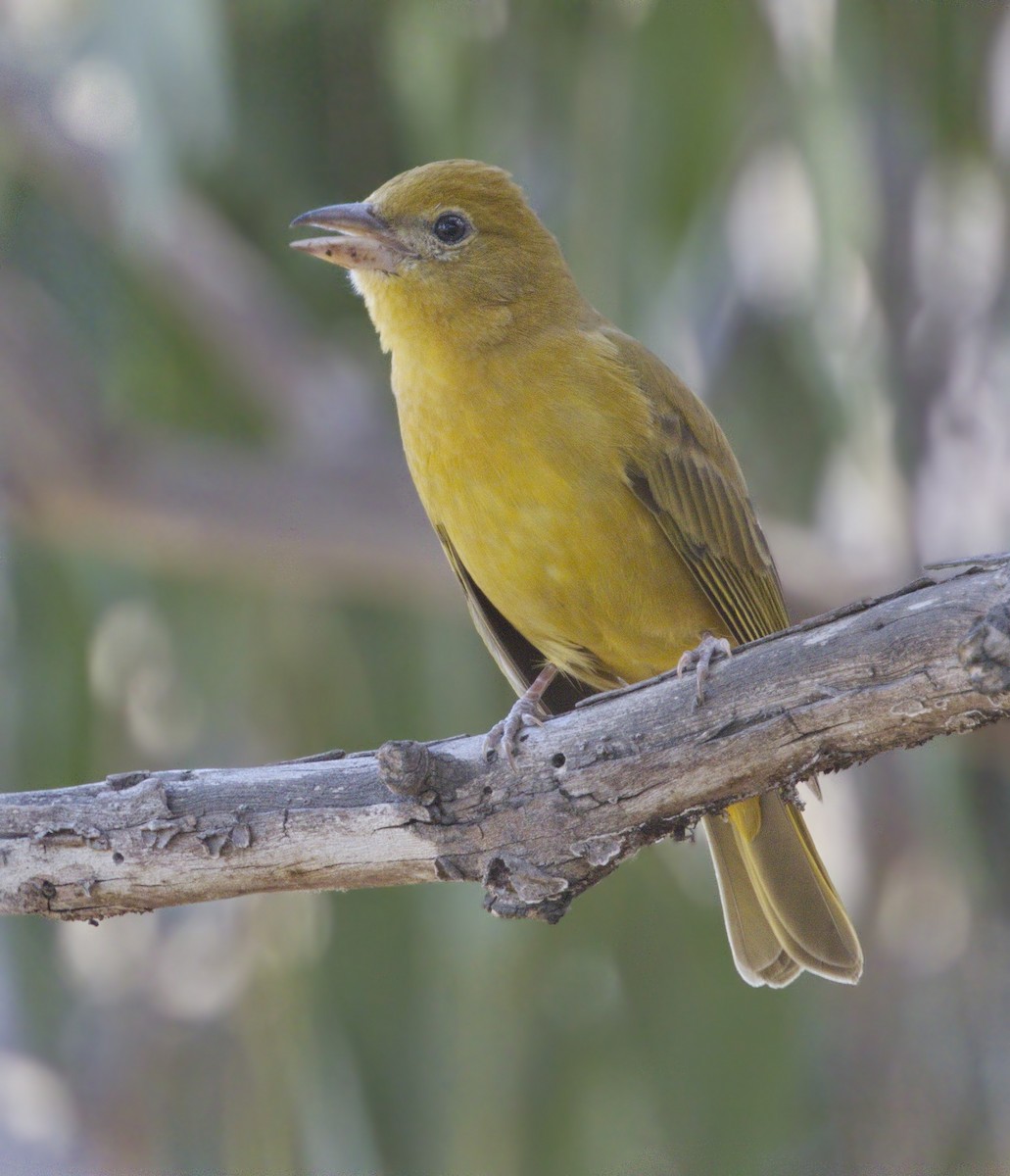 Summer Tanager - ML77605641