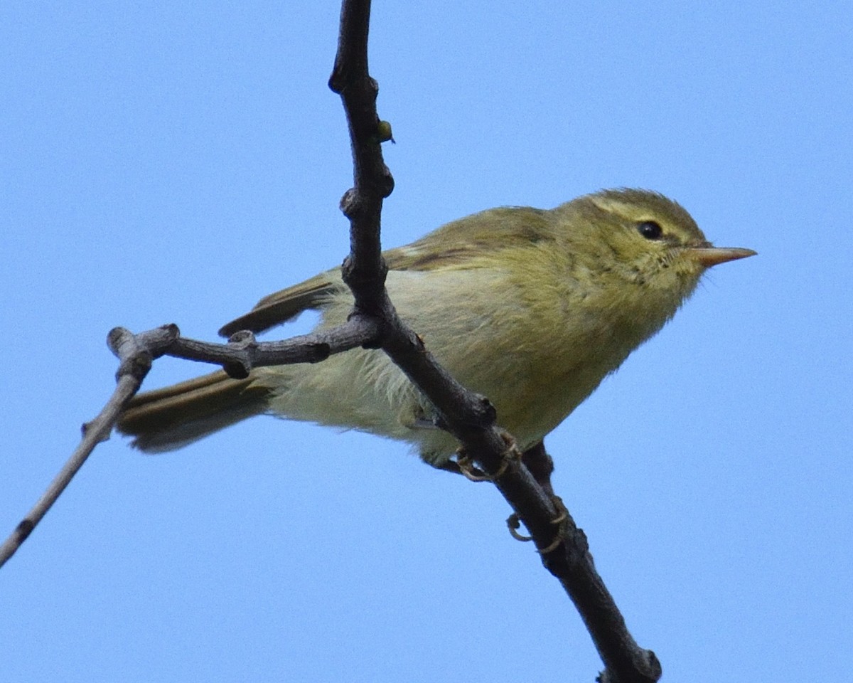 Green Warbler - Mallika Rajasekaran