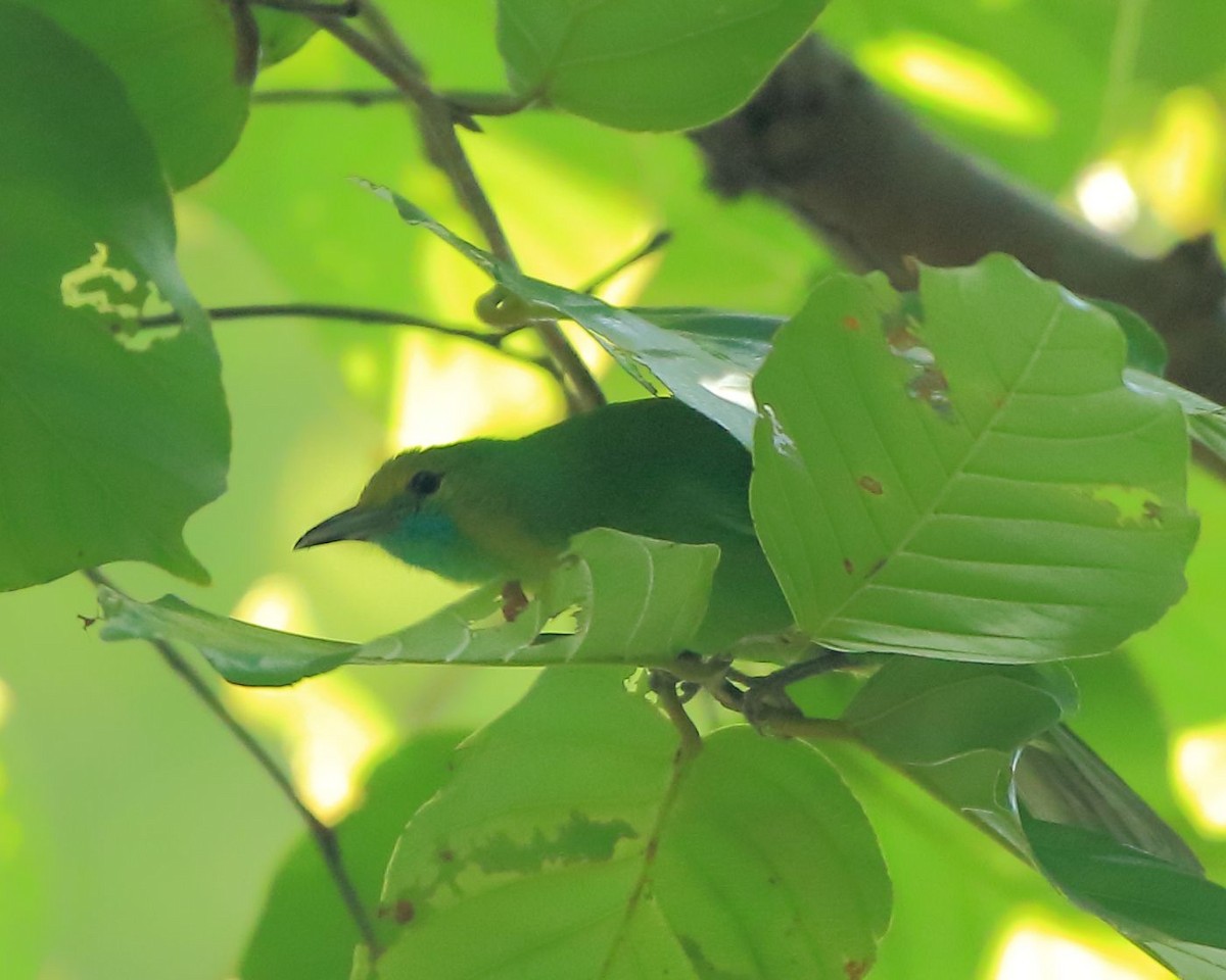 Golden-fronted Leafbird - ML77607701