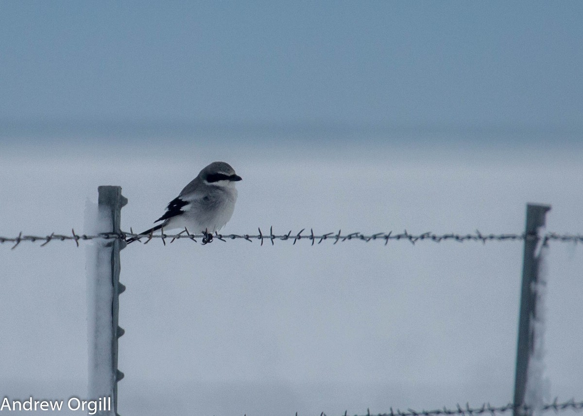 Loggerhead Shrike - ML77607971