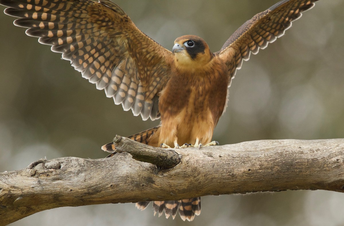 Australian Hobby - ML77609271