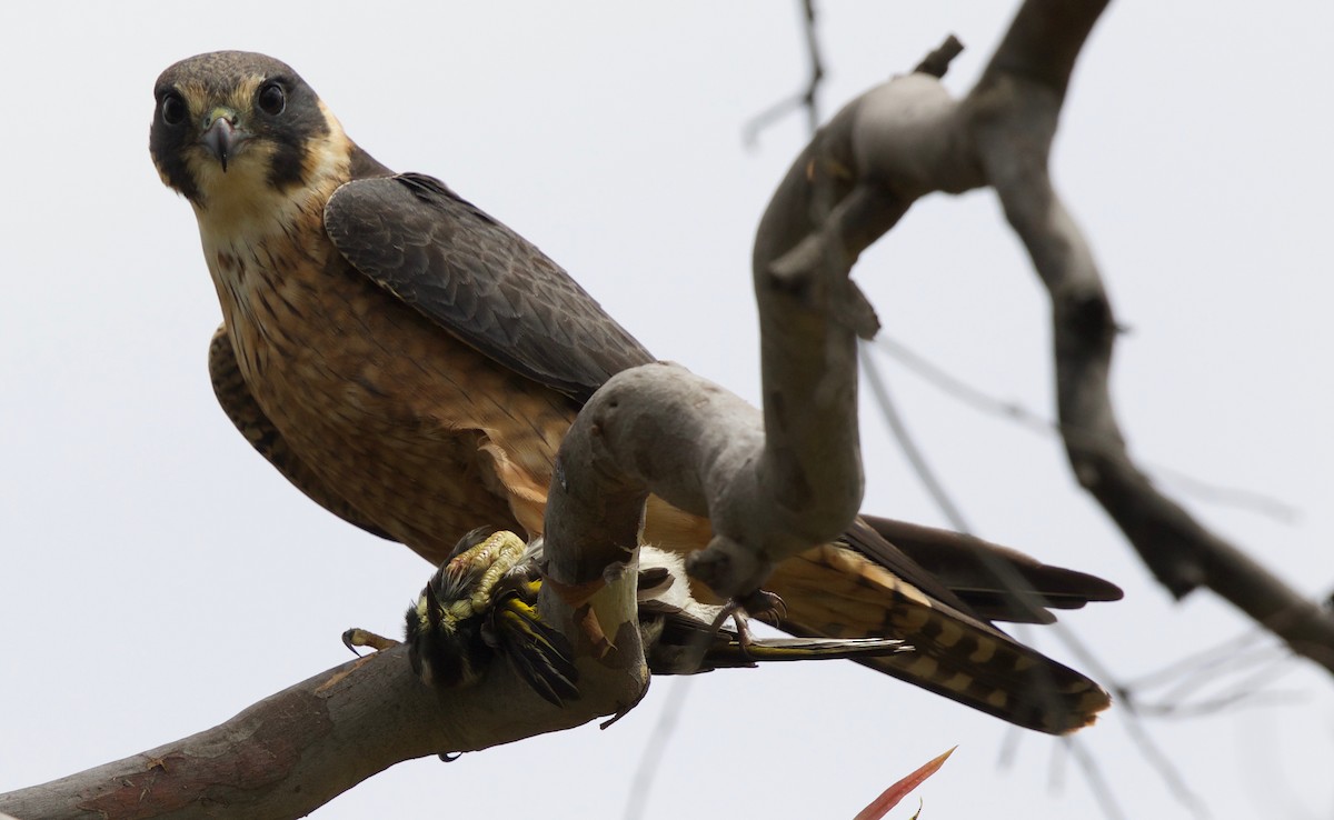 Australian Hobby - ML77609321